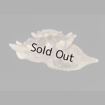 画像3: リンボウヒメカタベ