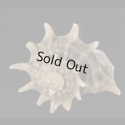 画像1: リンボウヒメカタベ