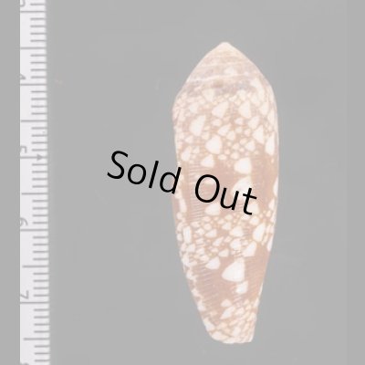 ホソツボイモ (仮称) Conus  aulicus gracianusfig.2