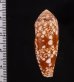 ホソツボイモ (仮称) Conus  aulicus gracianusfig.2
