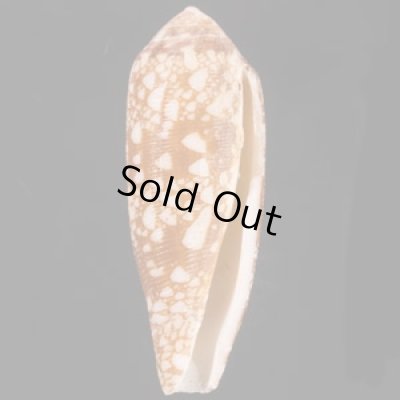 ホソツボイモ (仮称) Conus  aulicus gracianusfig.1