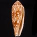 ホソツボイモ (仮称) Conus  aulicus gracianusfig.1