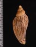 ナデガタイナズマヒタチオビ Fulgoraria  rupestris thachifig.2