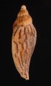 ナデガタイナズマヒタチオビ Fulgoraria  rupestris thachifig.3