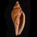 ナデガタイナズマヒタチオビ Fulgoraria  rupestris thachifig.1