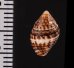シロイボノシガイ Engina  phasinolafig.2