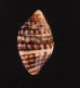シロイボノシガイ Engina  phasinolafig.3