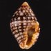 シロイボノシガイ Engina  phasinolafig.1