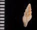 ヤセマンジの仲間 未詳 Guraleus sp.fig.2