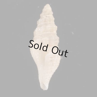ヤセマンジの仲間 未詳 Guraleus sp.fig.3