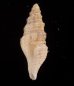 ヤセマンジの仲間 未詳 Guraleus sp.fig.3