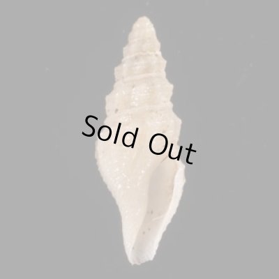 ヤセマンジの仲間 未詳 Guraleus sp.fig.1