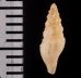 ヤセマンジの仲間 未詳 Guraleus sp.fig.2