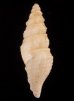 ヤセマンジの仲間 未詳 Guraleus sp.fig.3