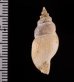 サクライフデシャジク Daphnella  angulatafig.2