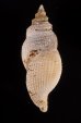 サクライフデシャジク Daphnella  angulatafig.3