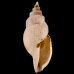 サクライフデシャジク Daphnella  angulatafig.1