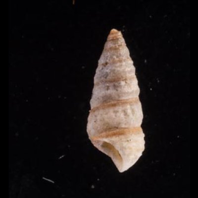 シマモツボ Finella  purpureoapicatafig.3