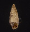 カリブケシカニモリ (仮称)