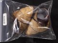 イロイロゴシキマイマイ (仮称)