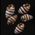 ノシメオトメフデ 熨斗目乙女筆