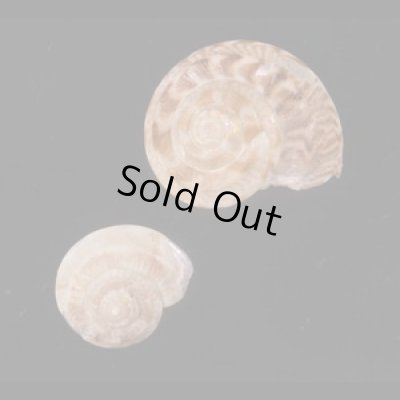 画像1: ニジイロシタダミ (仮称)