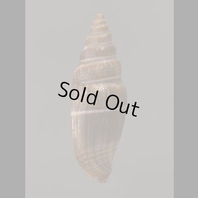 画像3: バンカツクシ