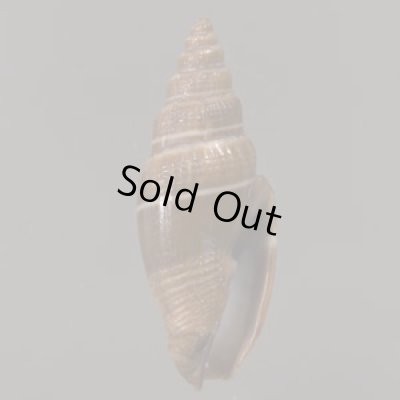 画像1: バンカツクシ