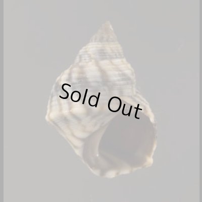 画像1: ジャマイカタマキビ (仮称)