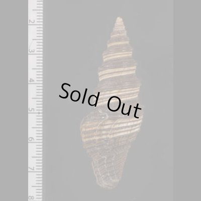 画像2: クロクダマキ