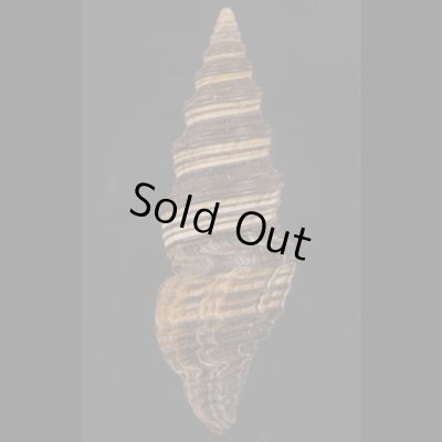 画像3: クロクダマキ