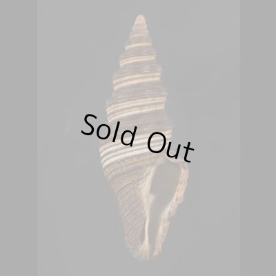 画像1: クロクダマキ