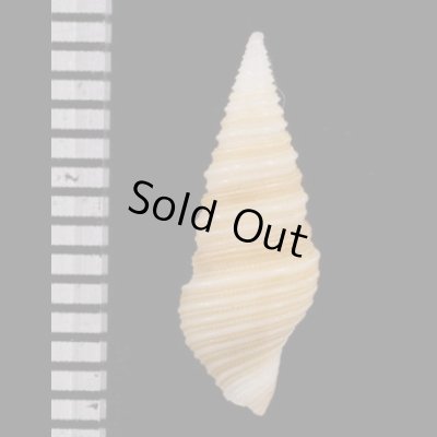 画像2: ソメワケマキモノシャジク (仮称)