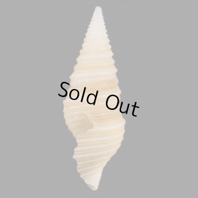 画像3: ソメワケマキモノシャジク (仮称)