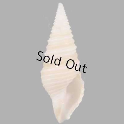 画像1: ソメワケマキモノシャジク (仮称)