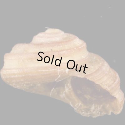 画像2: アカスジシタダミ (仮称)