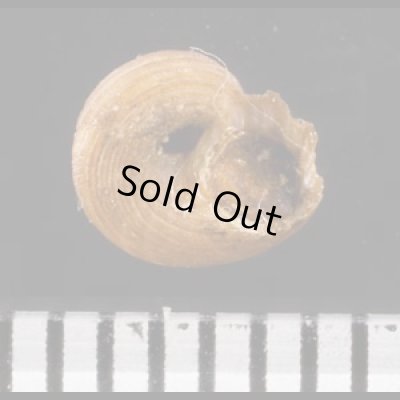 画像3: アカスジシタダミ (仮称)