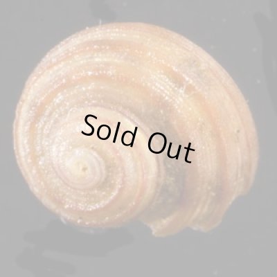 画像1: アカスジシタダミ (仮称)