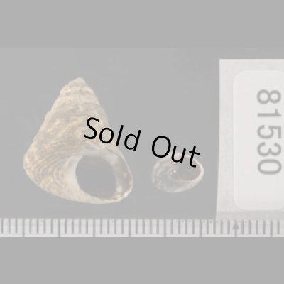 画像2: ヤマガタタマキビ