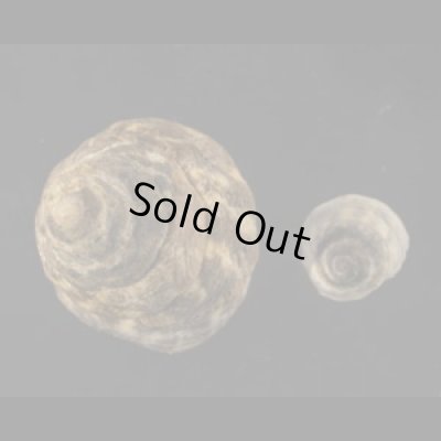 画像1: ヤマガタタマキビ