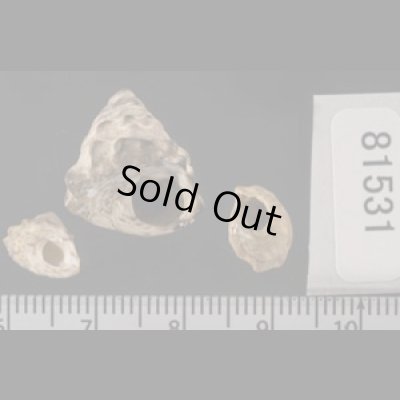 画像2: ヤマガタタマキビ