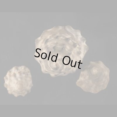 画像1: ヤマガタタマキビ