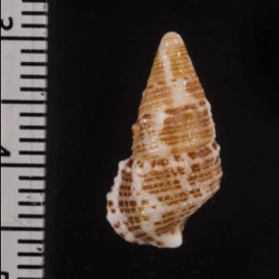 画像2: ハナヤカカニモリの一型