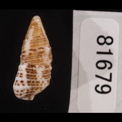 画像3: ハナヤカカニモリの一型