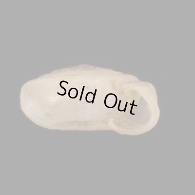 画像2: ナンタンイトカケマイマイ (仮称)