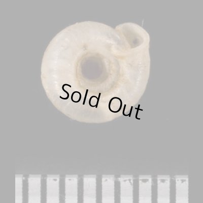 画像3: ナンタンイトカケマイマイ (仮称)