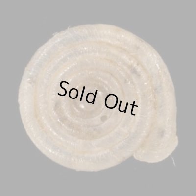 画像1: ナンタンイトカケマイマイ (仮称)