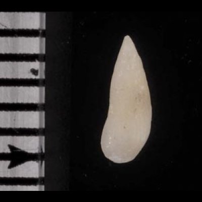 画像2: ホソスジチョウジガイ