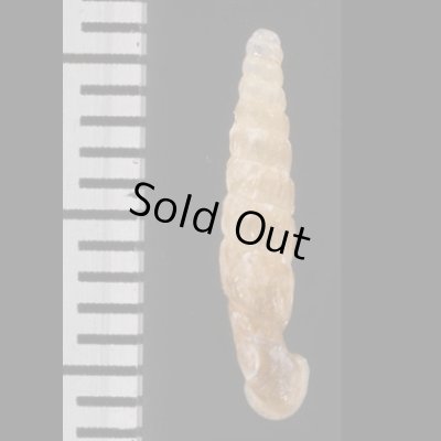 画像2: オルソンペルーギセル (仮称)