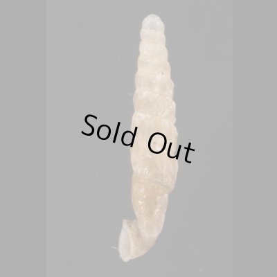 画像3: オルソンペルーギセル (仮称)